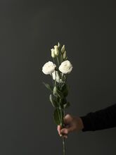 Эустома розита белая