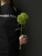 Диантус, гвоздика барбатус грин